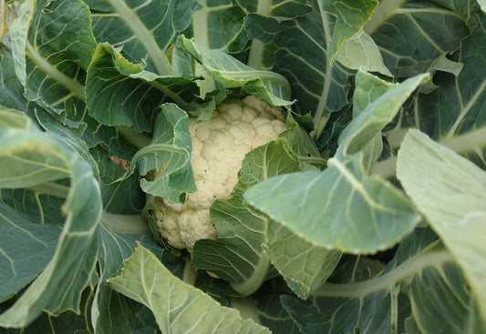 Chou-fleur