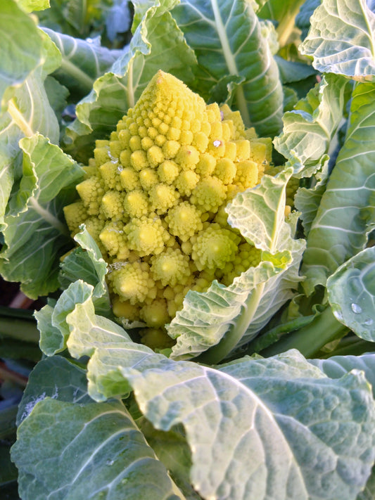 Chou romanesco