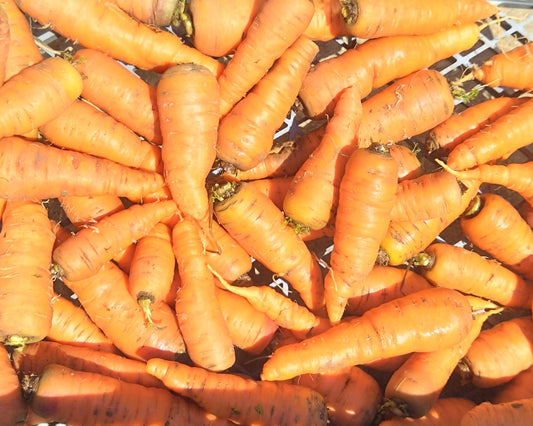 Carottes