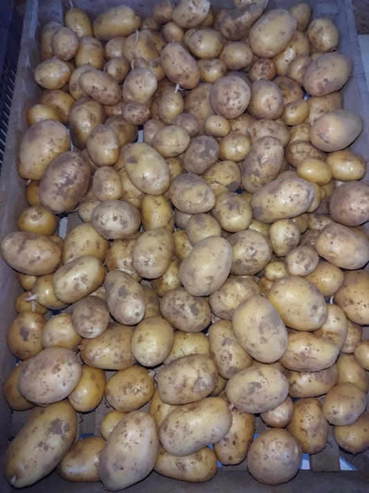 Pommes de terre primeurs