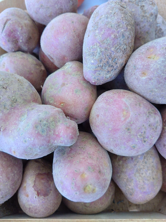 Pommes de terre polyvalentes