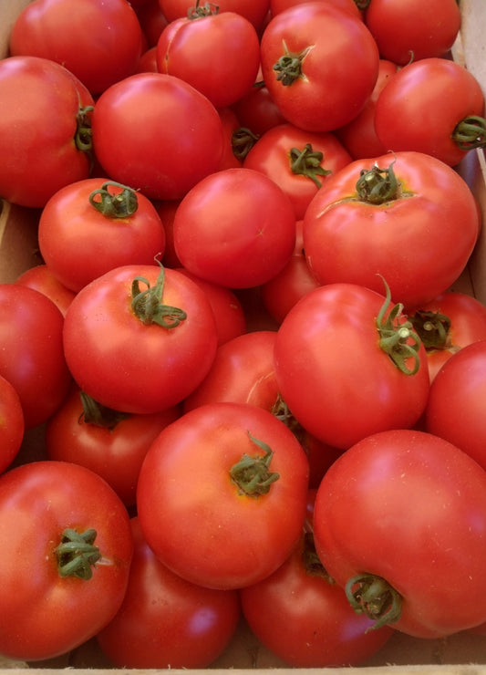 Tomates rondes